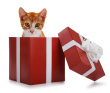 Gift Tips